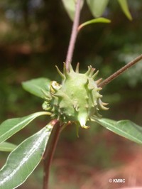 Euphorbia pervilleana