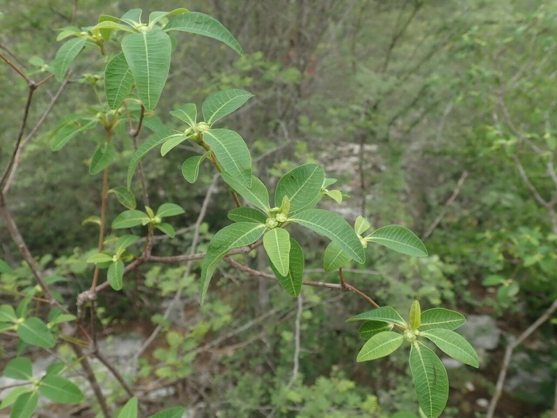 Euphorbia pervilleana photo 3