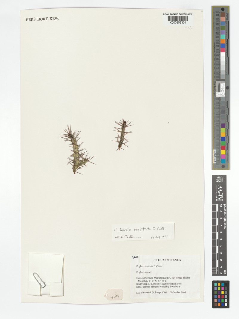 Euphorbia pervittata photo 2