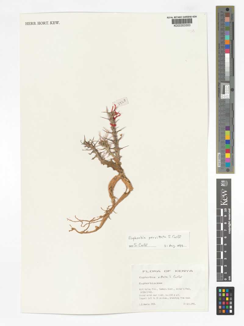 Euphorbia pervittata photo 3