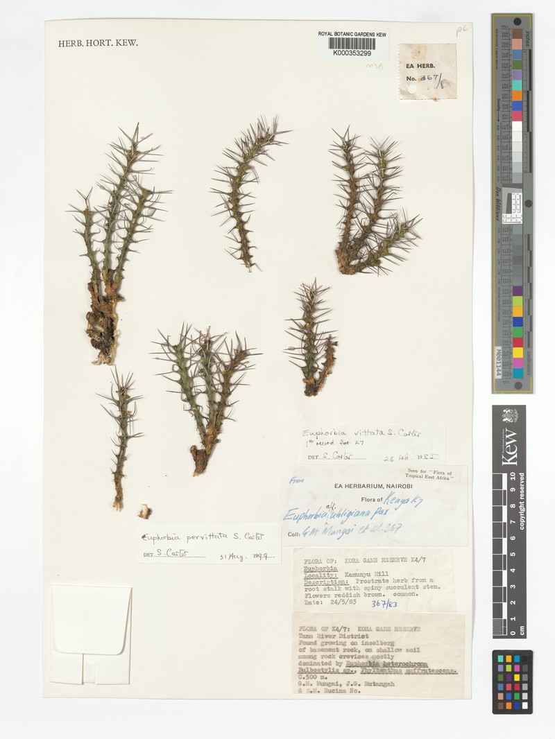Euphorbia pervittata photo 4