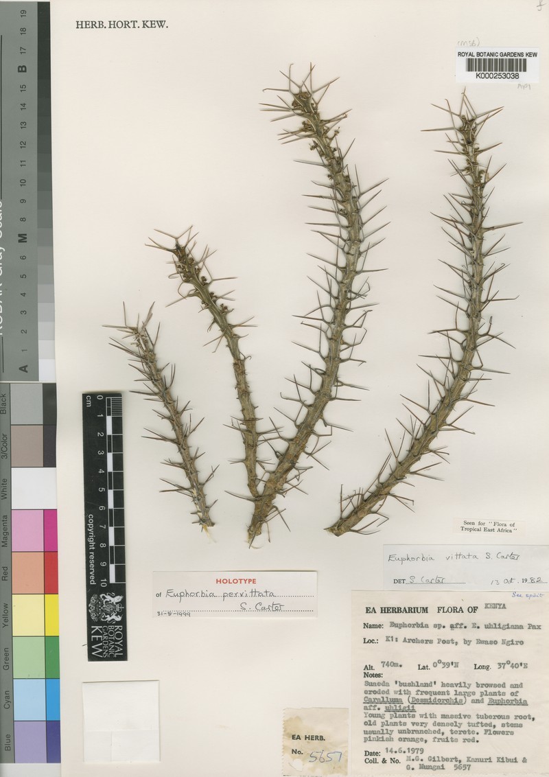 Euphorbia pervittata photo 5