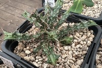 Euphorbia pervittata