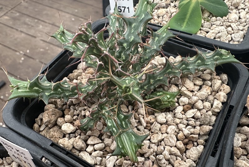 Euphorbia pervittata