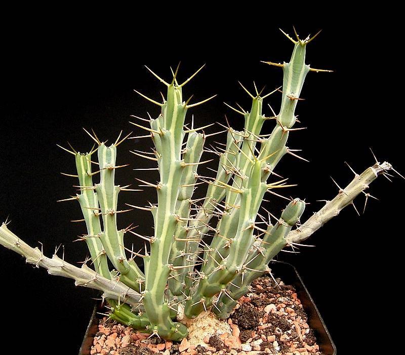 Euphorbia pervittata photo 7