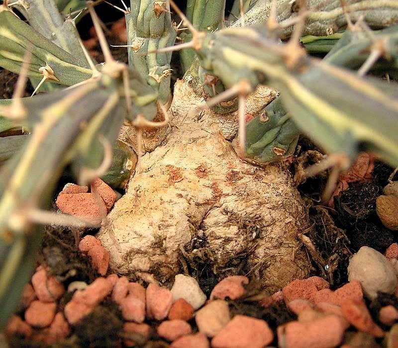 Euphorbia pervittata photo 8