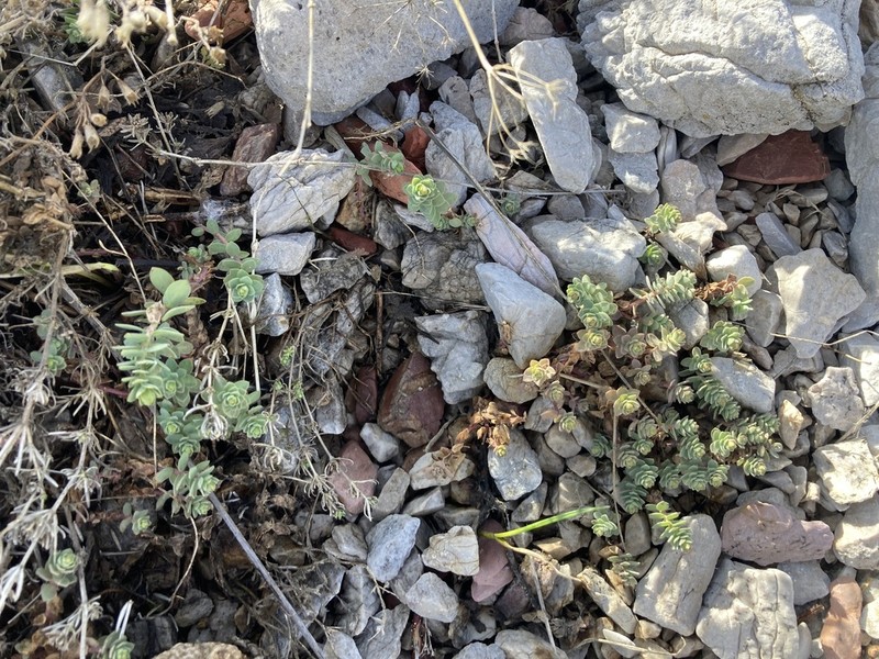 Euphorbia pestalozzae