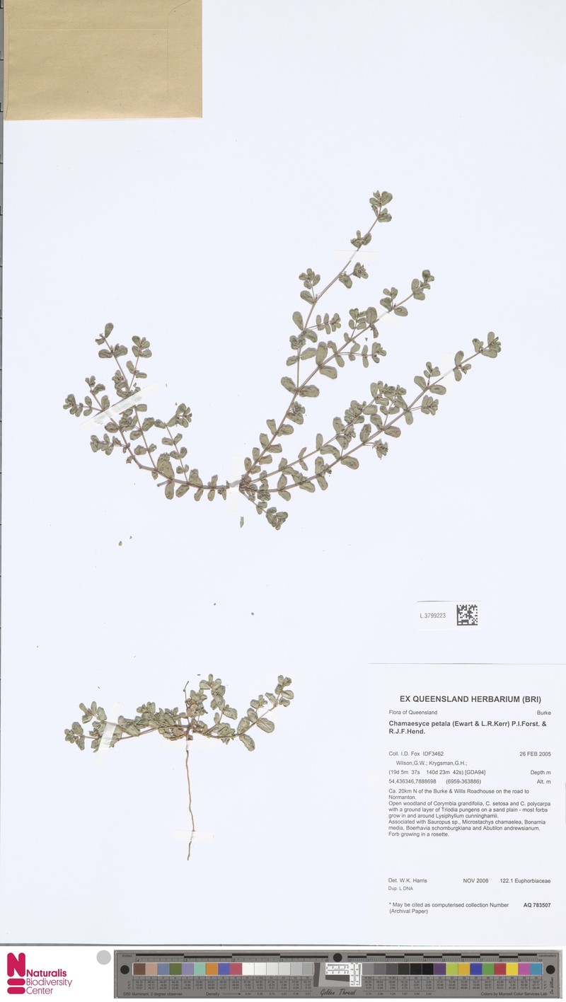 Euphorbia petala