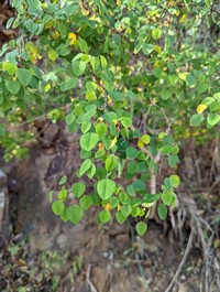 Manchineel Berry