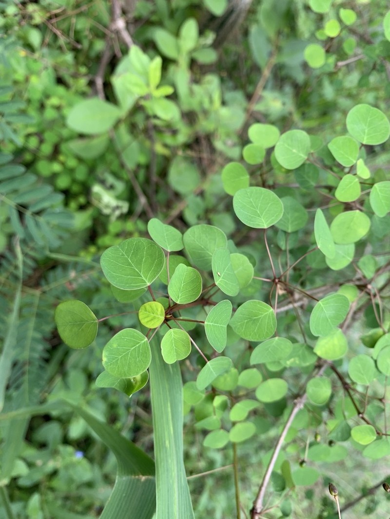 Manchineel Berry photo 2