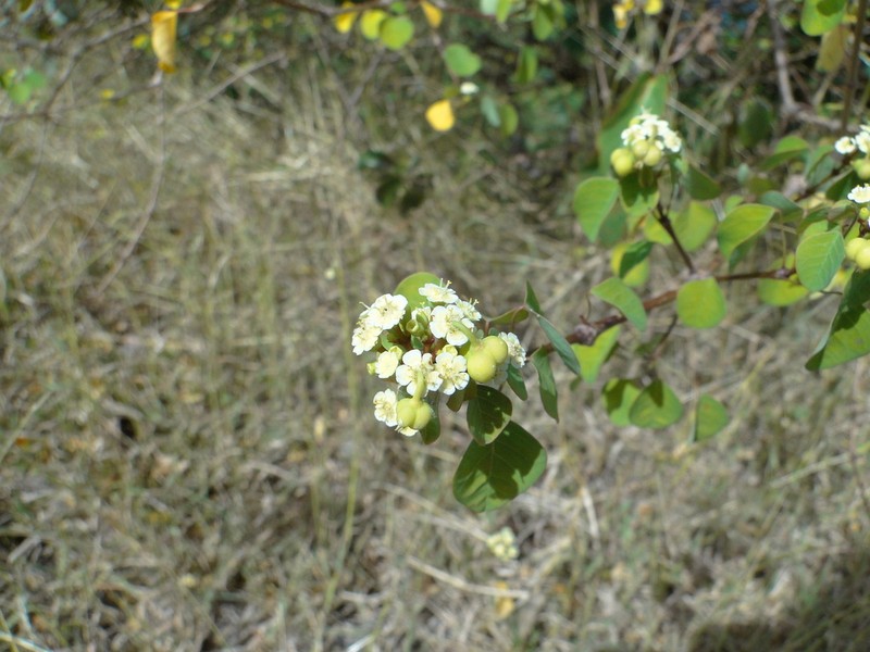 Manchineel Berry photo 3