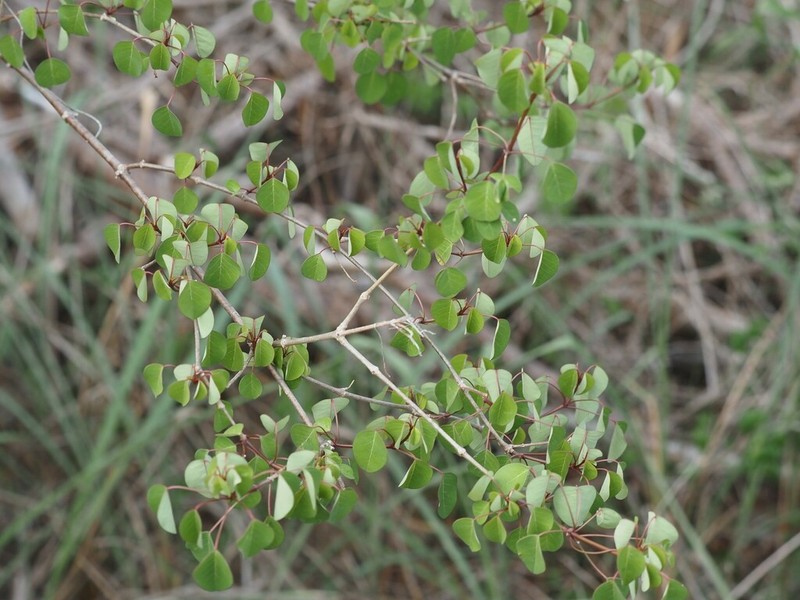 Manchineel Berry photo 4
