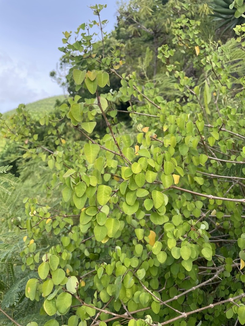 Manchineel Berry photo 5