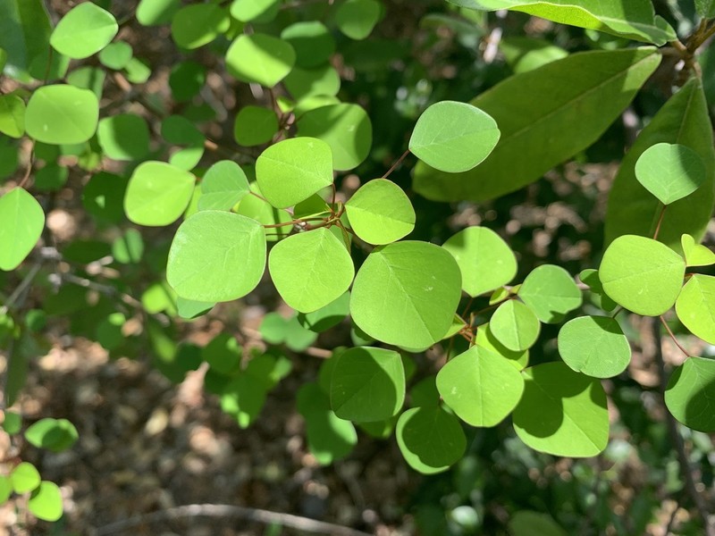 Manchineel Berry photo 6