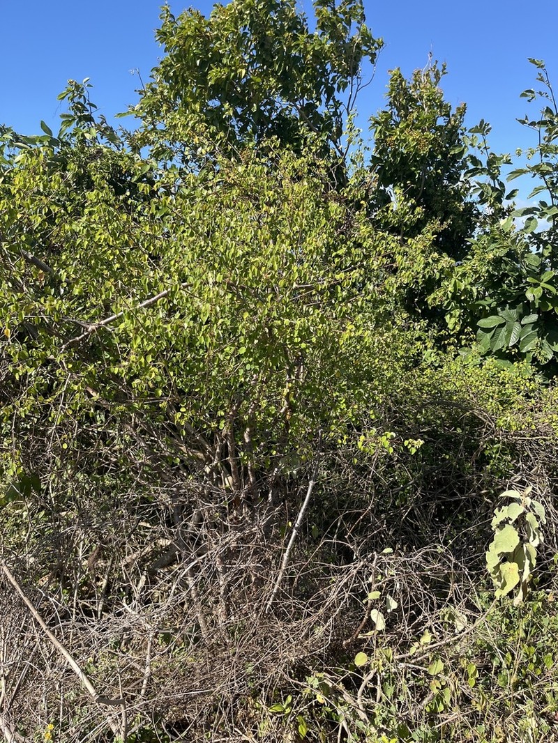 Manchineel Berry photo 7