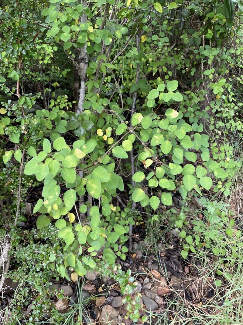 Manchineel Berry photo 8