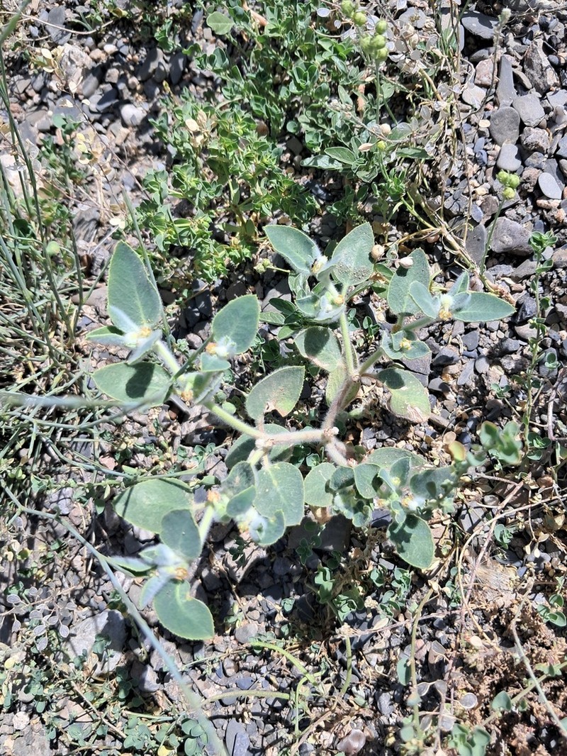 Euphorbia petiolata