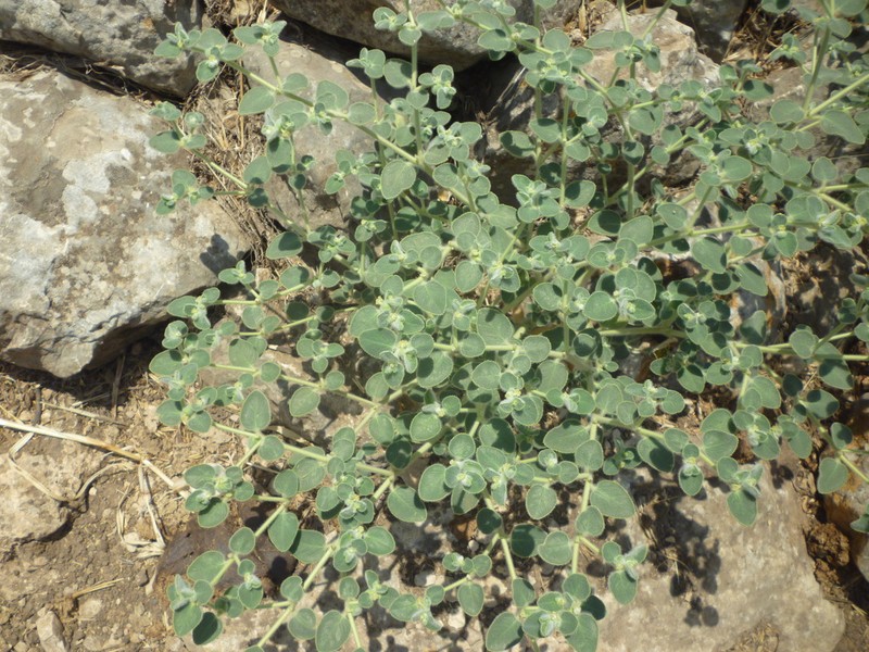 Euphorbia petiolata photo 2