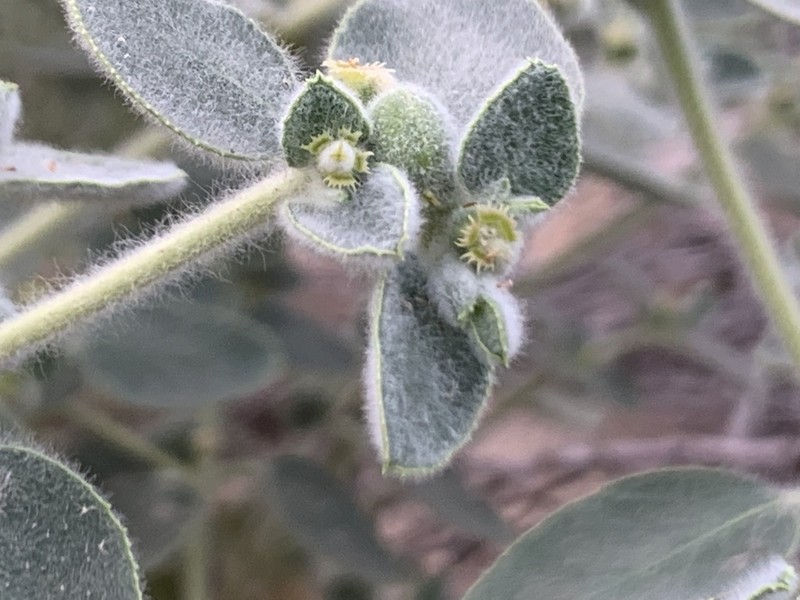 Euphorbia petiolata photo 3