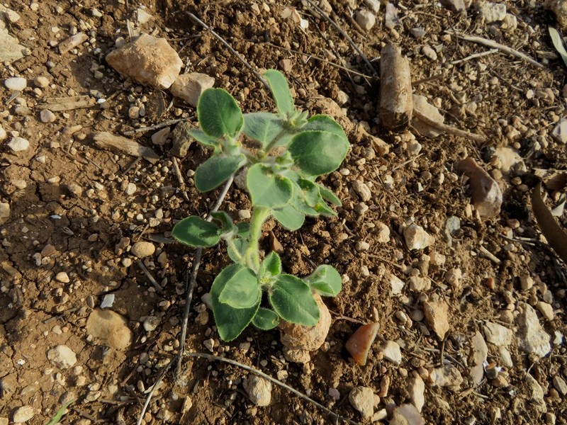 Euphorbia petiolata photo 4