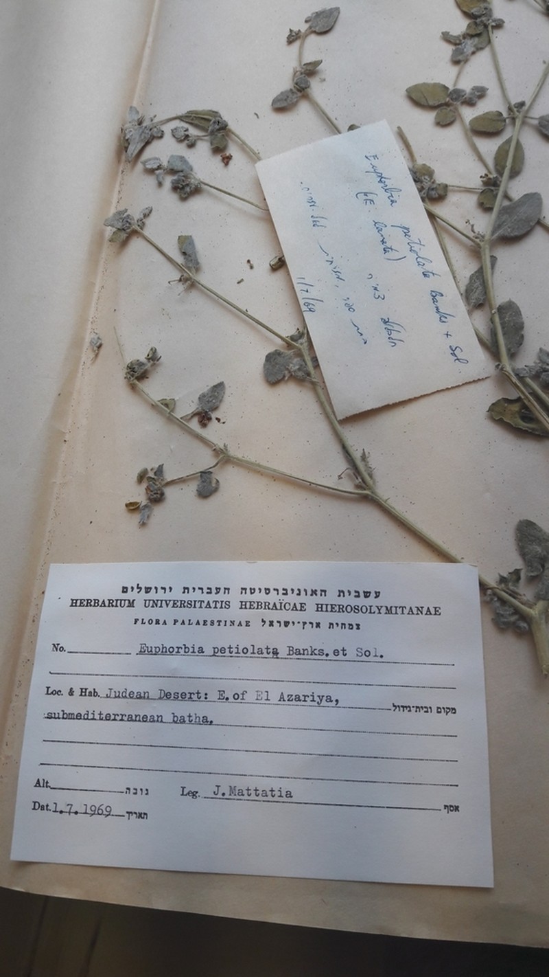 Euphorbia petiolata photo 5