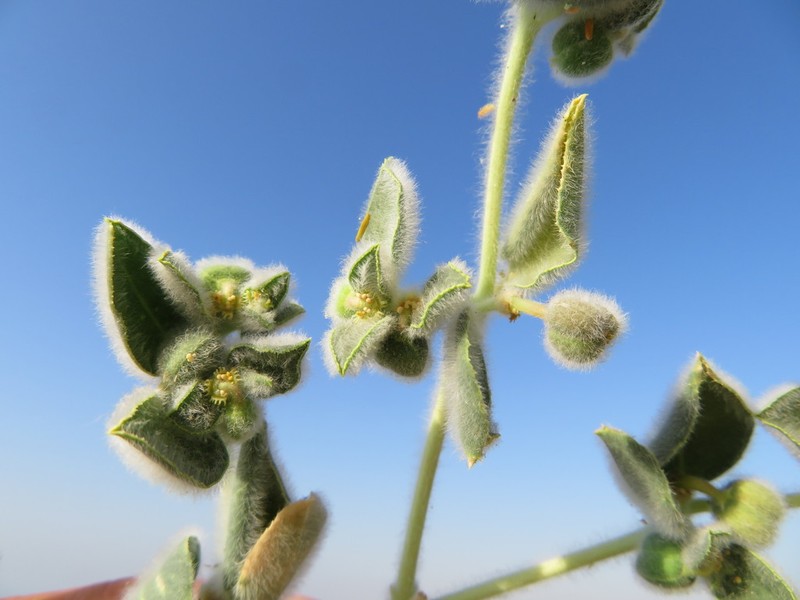 Euphorbia petiolata photo 6