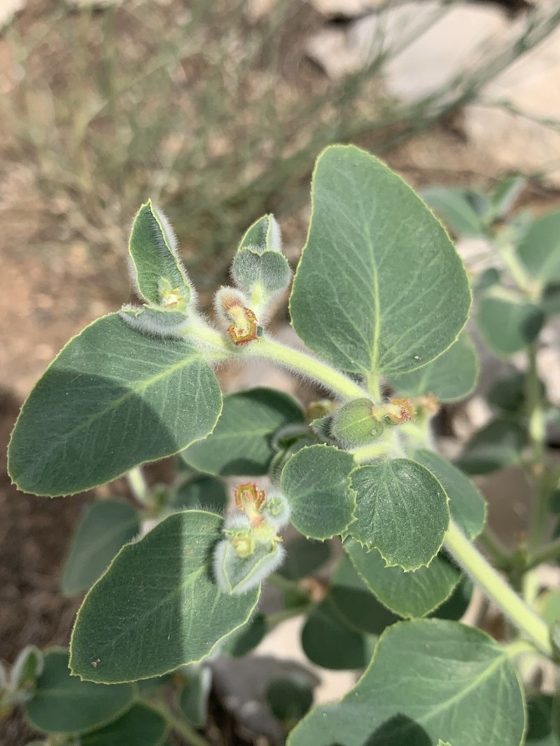 Euphorbia petiolata photo 7
