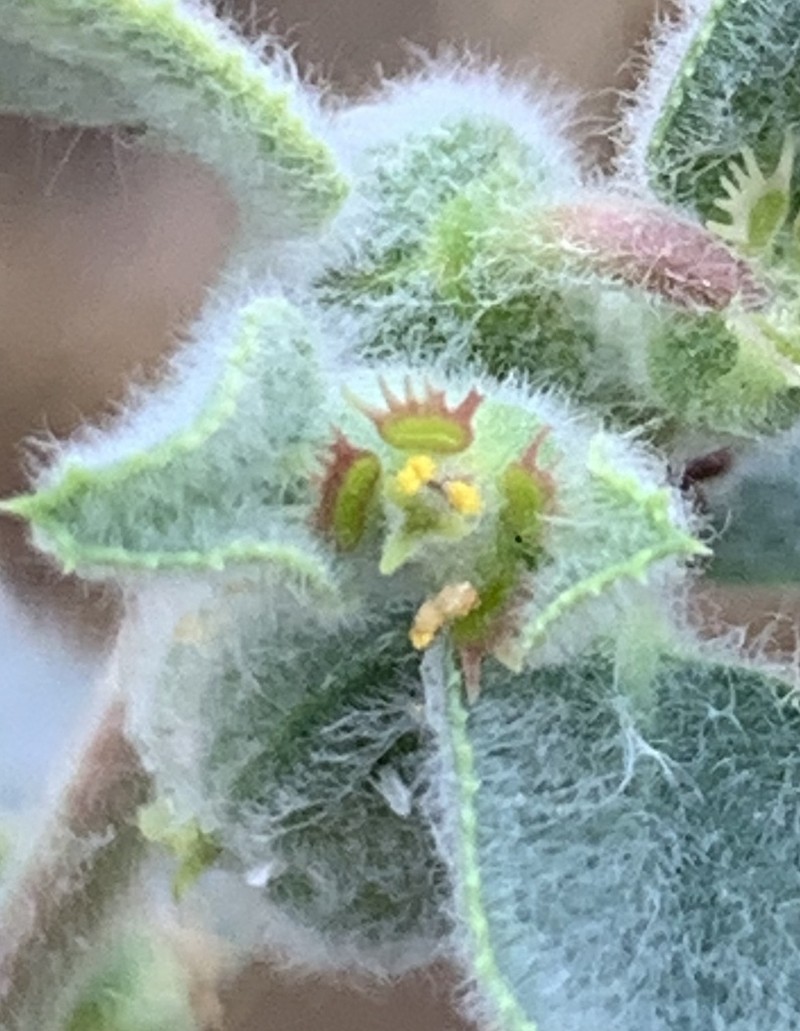 Euphorbia petiolata photo 8