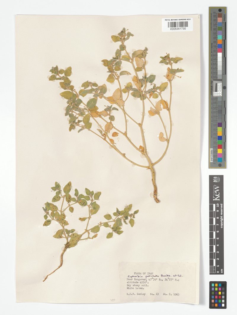 Euphorbia petiolata var. petiolata