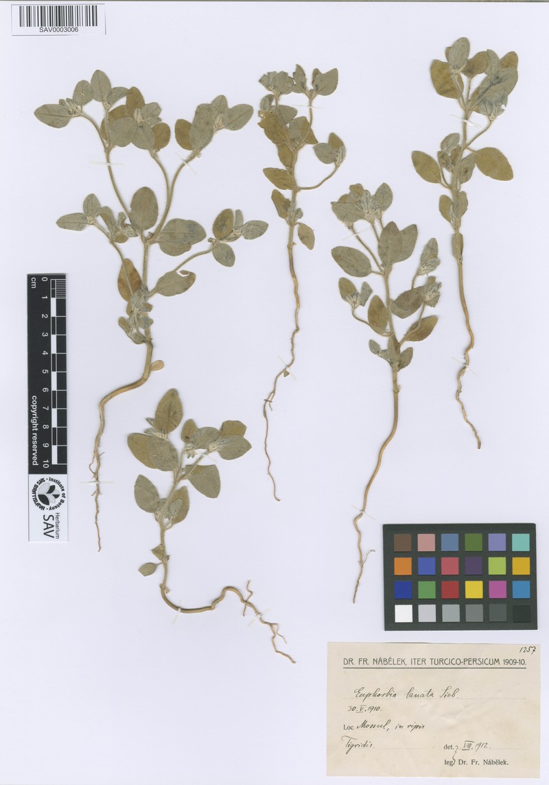 Euphorbia petiolata var. petiolata photo 2