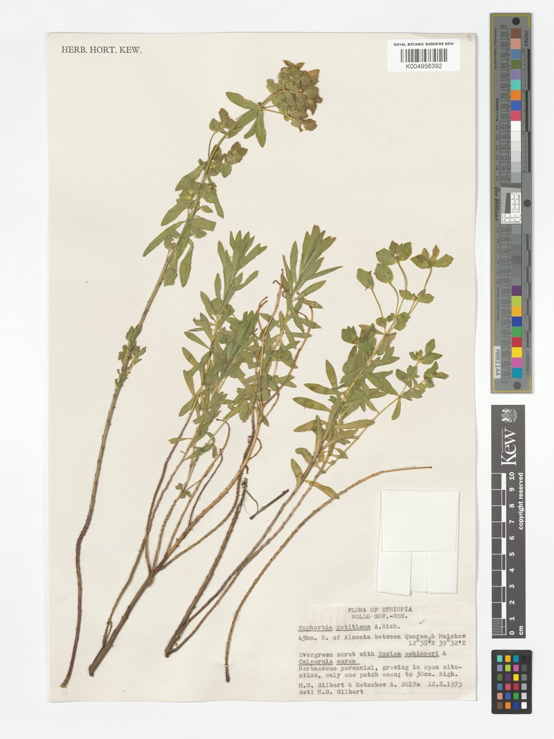 Euphorbia petitiana