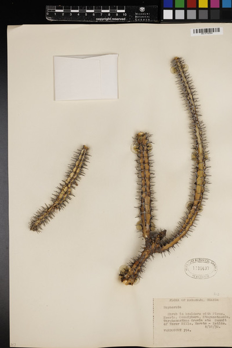 Euphorbia petraea photo 2
