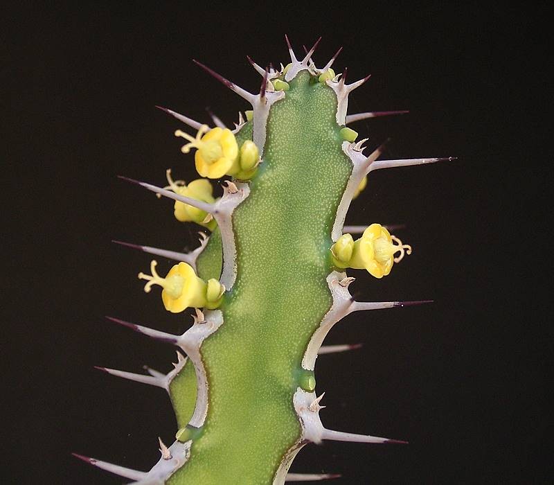 Euphorbia petraea