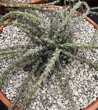 Euphorbia petricola