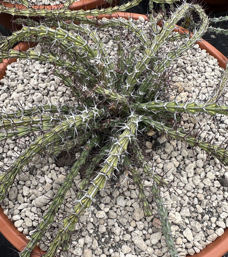 Euphorbia petricola