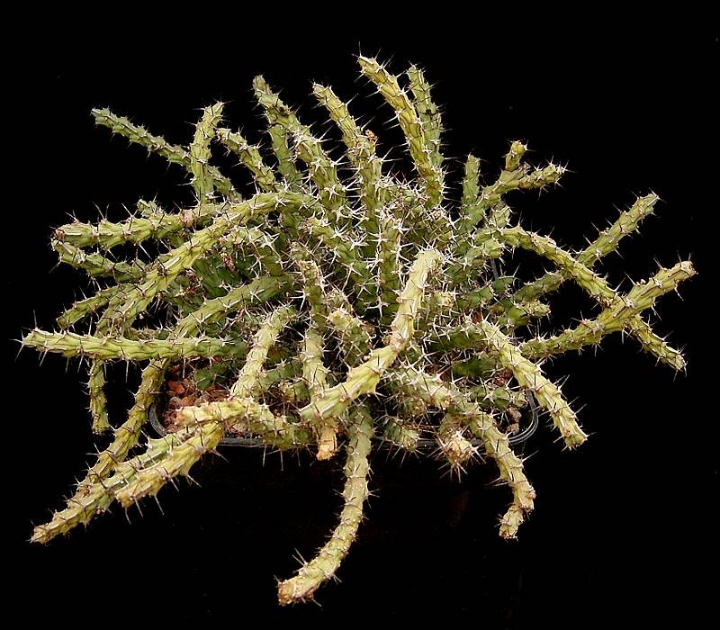 Euphorbia petricola photo 6