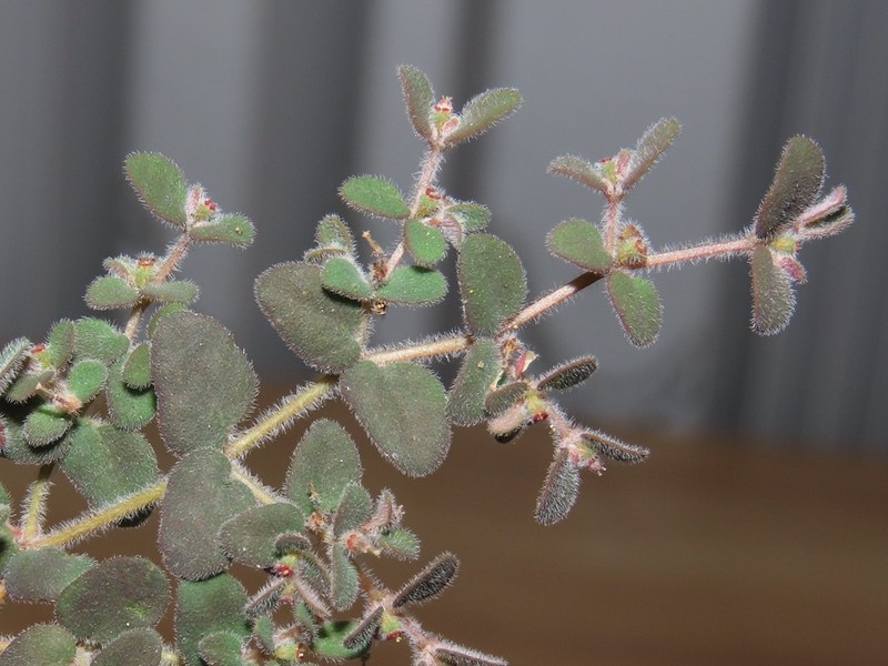 Euphorbia petrina photo 3