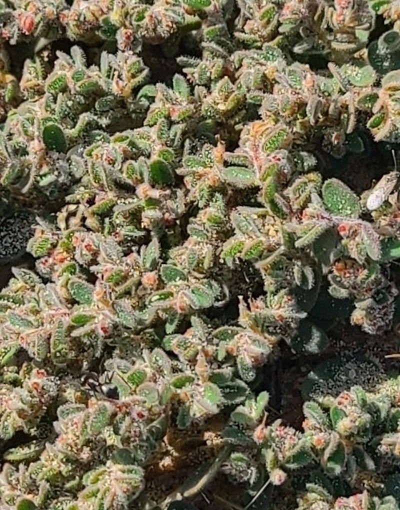 Euphorbia petrina photo 5