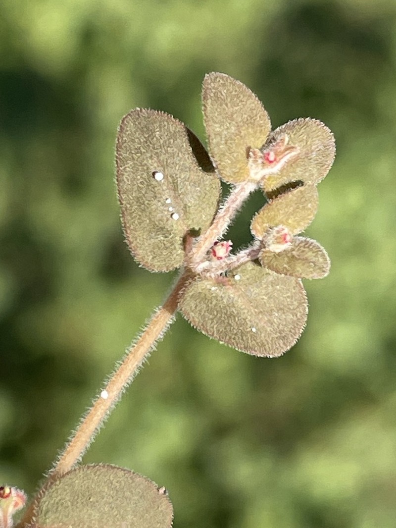 Euphorbia petrina photo 8