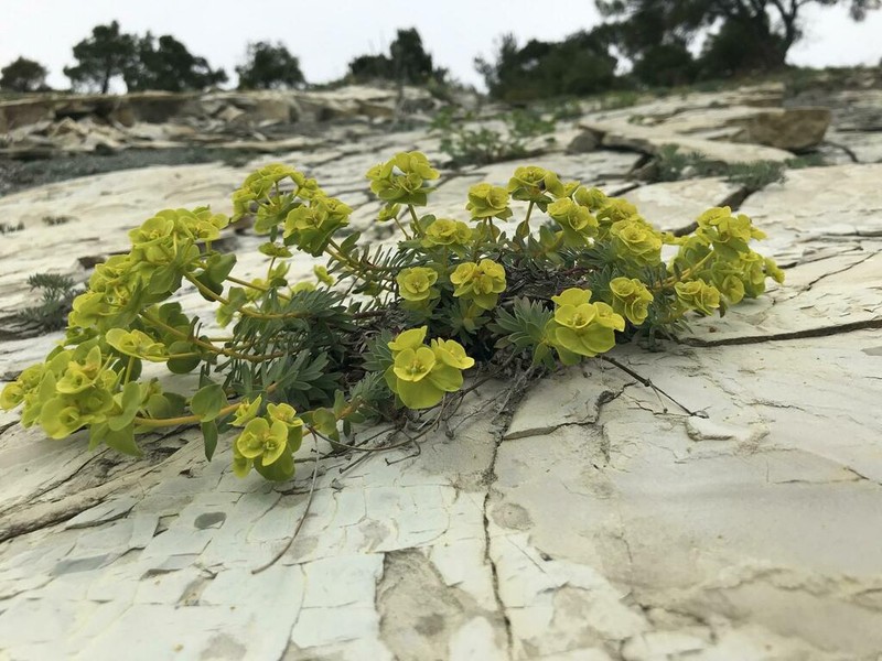 Euphorbia petrophila