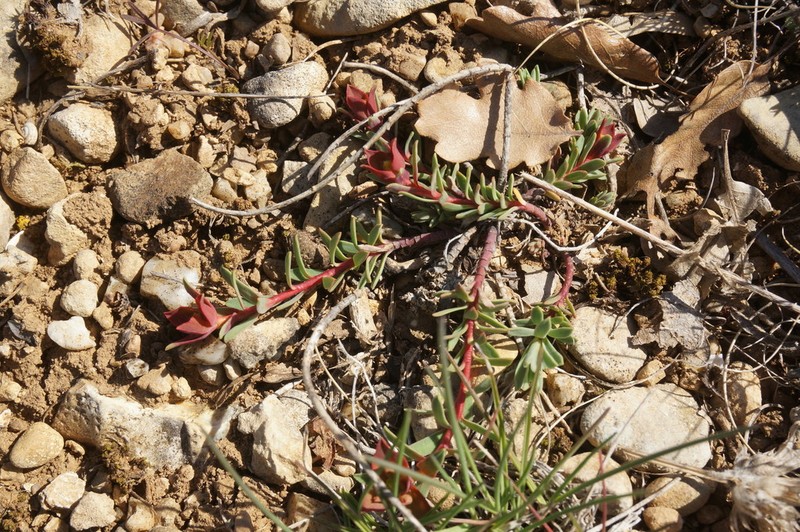 Euphorbia petrophila photo 2