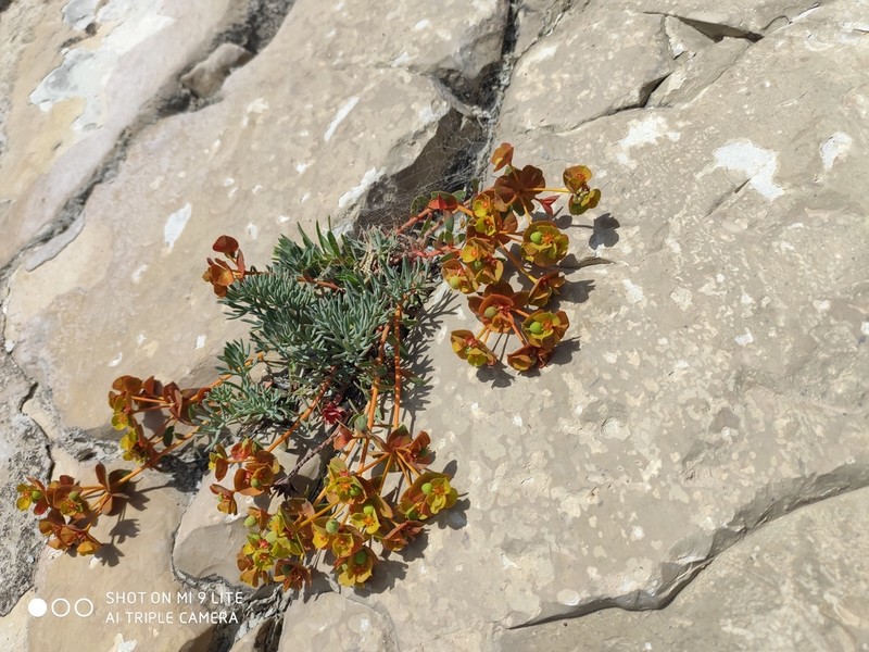 Euphorbia petrophila photo 3