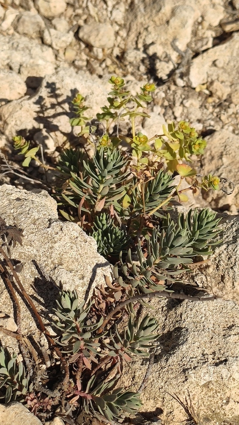 Euphorbia petrophila photo 4