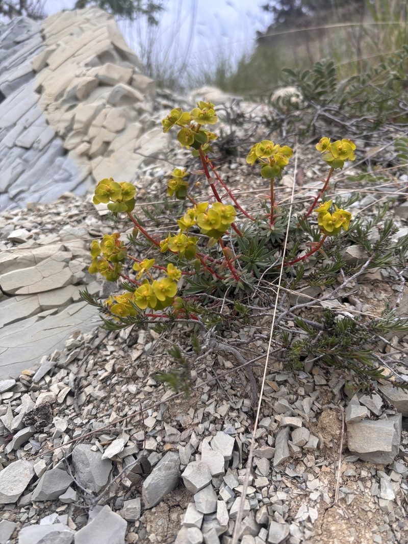 Euphorbia petrophila photo 5