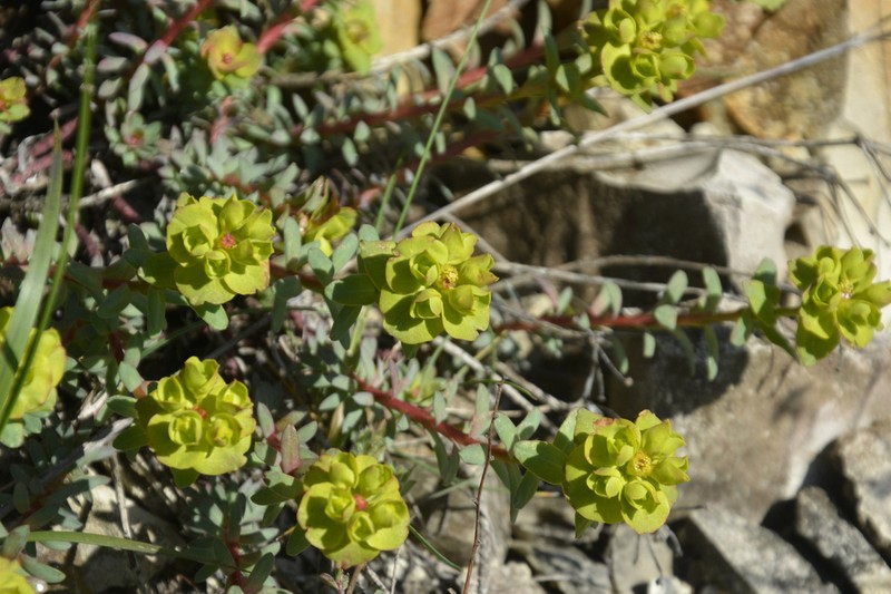 Euphorbia petrophila photo 6