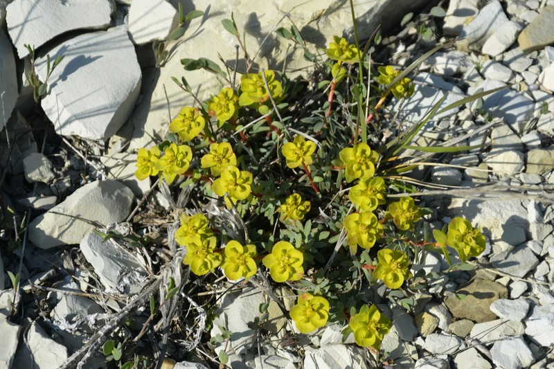 Euphorbia petrophila photo 7