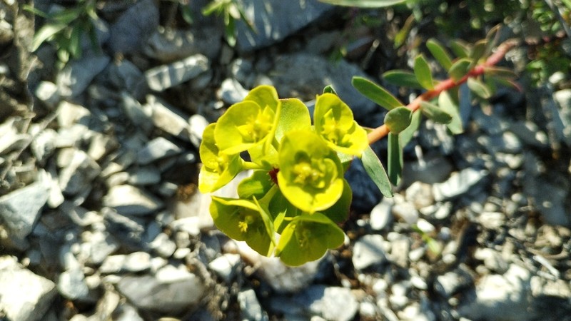 Euphorbia petrophila photo 8