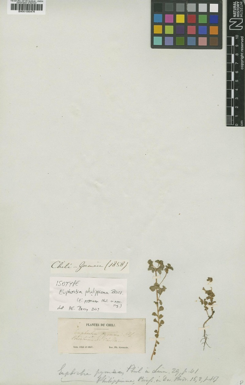 Euphorbia philippiana