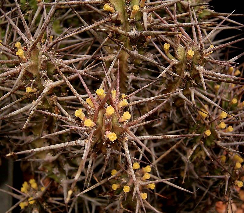 Euphorbia phillipsiae