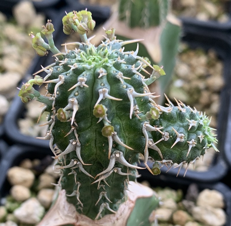 Euphorbia phillipsioides